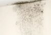 The Ultimate Guide to Dealing with Damp Walls and Mold: A Simple, Effective Solution