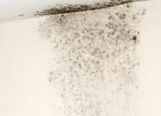 The Ultimate Guide to Dealing with Damp Walls and Mold: A Simple, Effective Solution