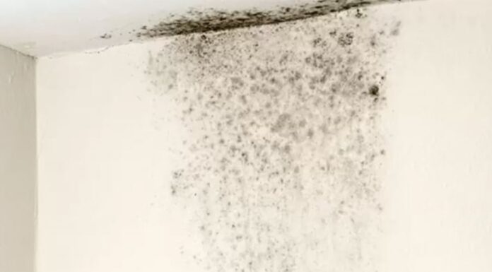 The Ultimate Guide to Dealing with Damp Walls and Mold: A Simple, Effective Solution