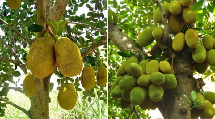 The Ancient’s Wisdom: Unveiling the Secrets Behind Mit Wood’s Sacred Significance and Its Taboo in the Front Yard.