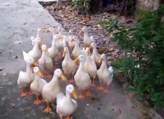 Why Are Ducks Unfazed by Stormy Weather? They Have a Secret Weapon.