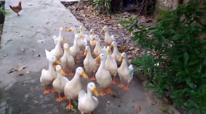 Why Are Ducks Unfazed by Stormy Weather? They Have a Secret Weapon.
