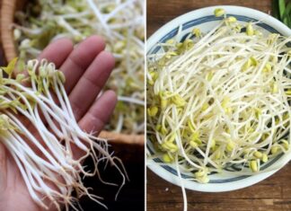 The Secret to Perfectly Stir-Fried Bean Sprouts: Don’t Put Them Directly in the Pan, Add This Extra Step for a Crispy, Sweet, and Intact Treat