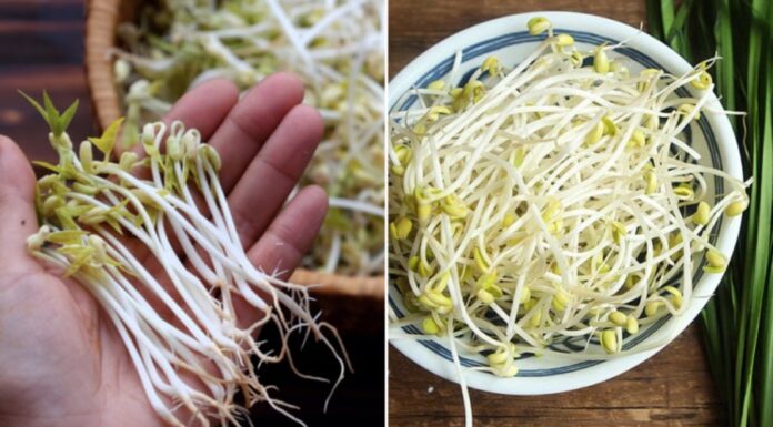 The Secret to Perfectly Stir-Fried Bean Sprouts: Don’t Put Them Directly in the Pan, Add This Extra Step for a Crispy, Sweet, and Intact Treat