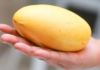 The Magic of Ripening: Transforming Green Mangoes into Golden Delights