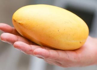 The Magic of Ripening: Transforming Green Mangoes into Golden Delights