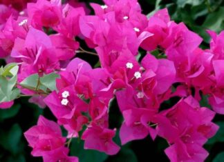 “The Magic of the Trumpet Vine: Unveiling the Ancient Secrets of Its Feng Shui Significance”