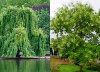 The Ancient’s Wisdom: “4 Trees That Bring Yin Energy, Draining Wealth and Fortune From Your Home”