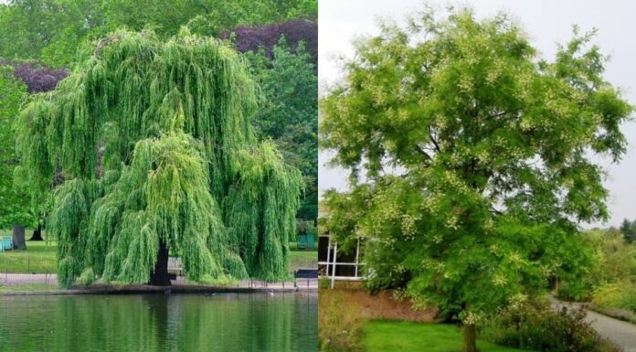 The Ancient’s Wisdom: “4 Trees That Bring Yin Energy, Draining Wealth and Fortune From Your Home”