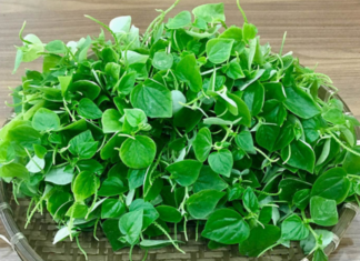 The Ultimate Superfood: Unlocking the Power of “Poor Man’s Ginseng”