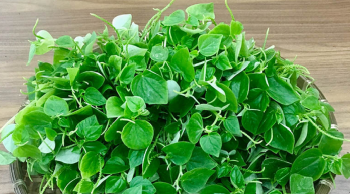 The Ultimate Superfood: Unlocking the Power of “Poor Man’s Ginseng”