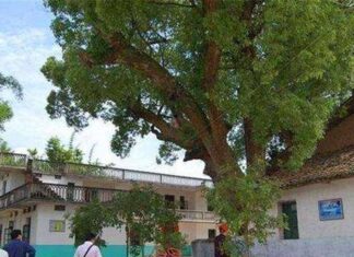 The Ancient Wisdom: “Never Plant These 3 Trees in Front of Your House, and Never Hang These 3 Items in Your Living Room”