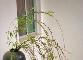 The Ancient’s Warning: ‘Four Plants That Bring “Yin Prosperity and Yang Decline”, Homeowners Beware of Losing Luck When Placed Indoors’