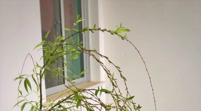 The Ancient’s Warning: ‘Four Plants That Bring “Yin Prosperity and Yang Decline”, Homeowners Beware of Losing Luck When Placed Indoors’