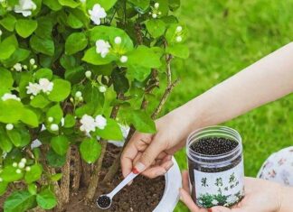 Unlock the Secrets to a Blooming Jasmine Garden: 5 Tips for Abundant Flowers