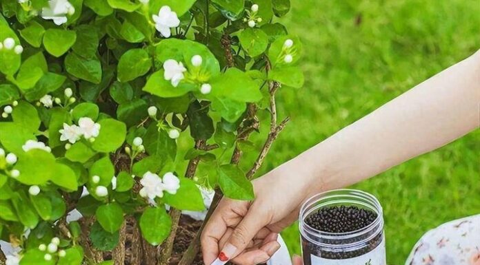 Unlock the Secrets to a Blooming Jasmine Garden: 5 Tips for Abundant Flowers