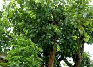 “The Ancient Wisdom of Planting Trees for Prosperity, Peace and Protection”