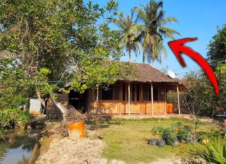 The 5 Houseplants That Bring Poverty and Bad Luck: A Superstition Guide.