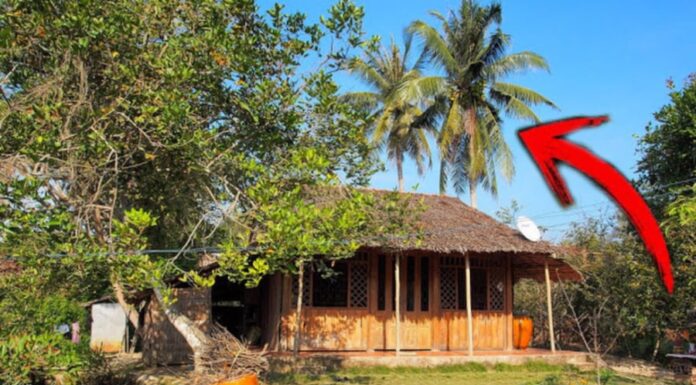 The 5 Houseplants That Bring Poverty and Bad Luck: A Superstition Guide.