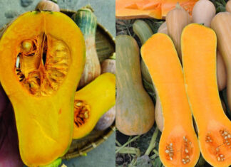 The Ultimate Guide to Storing Pumpkin: Keep It Fresh and Flavorful for Weeks