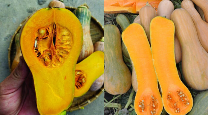 The Ultimate Guide to Storing Pumpkin: Keep It Fresh and Flavorful for Weeks