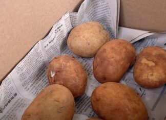 The Ultimate Guide to Potato Storage: Prevent Greening and Sprouting