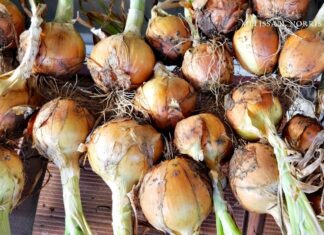 7 Ingenious Ways to Store Your Leftovers for Later Use