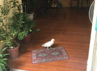 3 Birds Fly Into Your Home, Bringing Wealth, Fortune, and Fame: Embrace the Blessings!