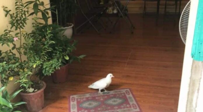 3 Birds Fly Into Your Home, Bringing Wealth, Fortune, and Fame: Embrace the Blessings!