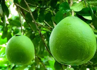 8 Fruits to Display on Your Altar This Mid-Autumn Festival to Attract Good Fortune and Prosperity