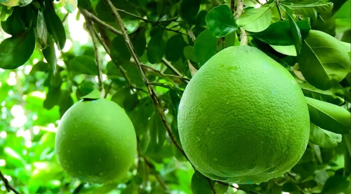 8 Fruits to Display on Your Altar This Mid-Autumn Festival to Attract Good Fortune and Prosperity