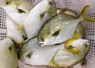 “A Tasty Escape: Indulge in a Unique Summer Treat with Grilled Silver Pomfret in Soy Sauce Glaze”