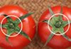 The Ultimate Guide to Choosing the Best Tomatoes: 5 or 6-Cleft Varieties and How to Detox Chemically Ripened Tomatoes.