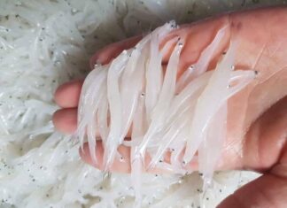 The Tasty Treat of the Da River: The Little Finger-Sized Fish with a Big Price Tag