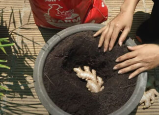 The Ultimate Guide to Growing an Abundant Supply of Ginger in a Pot: Enjoy Fresh Ginger All Year Round Without Spending a Fortune