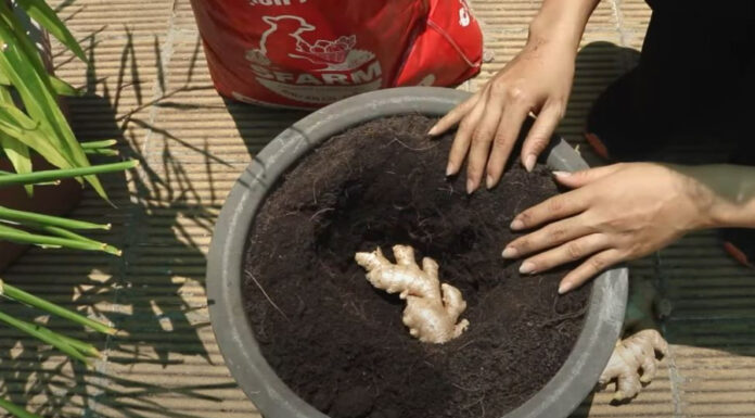 The Ultimate Guide to Growing an Abundant Supply of Ginger in a Pot: Enjoy Fresh Ginger All Year Round Without Spending a Fortune