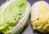 Golden Leaf and Green Leaf Pak Choi: What’s the Difference? Which One Should I Buy?