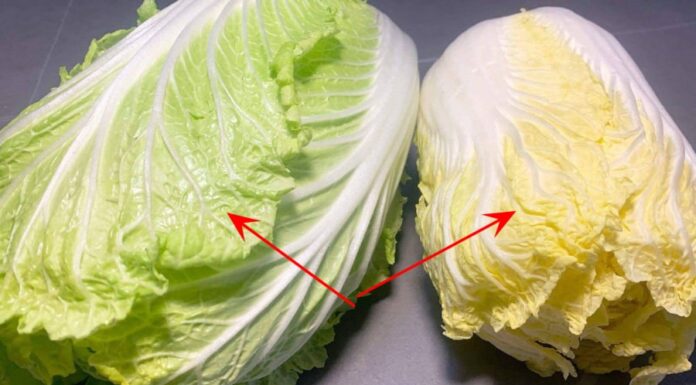 Golden Leaf and Green Leaf Pak Choi: What’s the Difference? Which One Should I Buy?