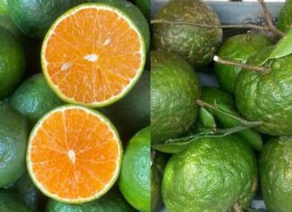 The Ultimate Guide to Buying the Juiciest, Most Delicious Oranges: A Secret to Picking the Best Fruit Revealed