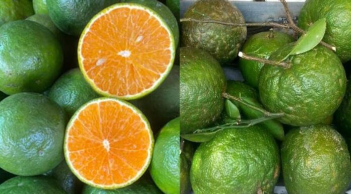 The Ultimate Guide to Buying the Juiciest, Most Delicious Oranges: A Secret to Picking the Best Fruit Revealed
