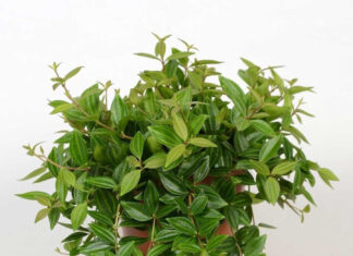 The Ancient Secret to Attracting Wealth: Plant These 7 Trees for Prosperity