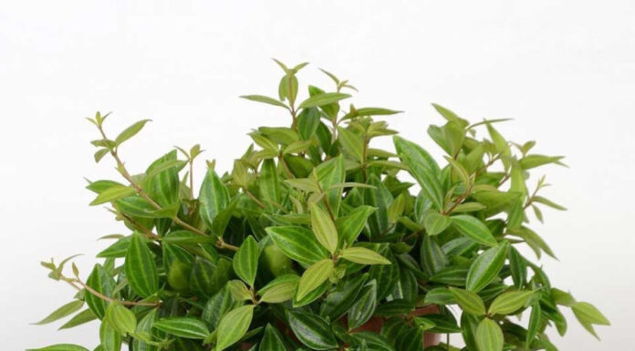 The Ancient Secret to Attracting Wealth: Plant These 7 Trees for Prosperity