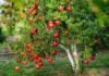 The Ancient’s Wisdom: “Plant These Five Trees in Your Front Yard and Ensure Your Descendants’ Wealth for Generations to Come” – A Year-Round Bounty of Fruits and Flowers.