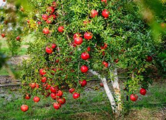 The Ancient’s Wisdom: “Plant These Five Trees in Your Front Yard and Ensure Your Descendants’ Wealth for Generations to Come” – A Year-Round Bounty of Fruits and Flowers.