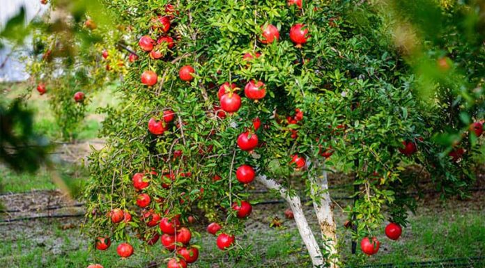 The Ancient’s Wisdom: “Plant These Five Trees in Your Front Yard and Ensure Your Descendants’ Wealth for Generations to Come” – A Year-Round Bounty of Fruits and Flowers.