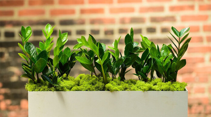 “Three Golden Trees: The Ancient Secret to Wealth and Prosperity”