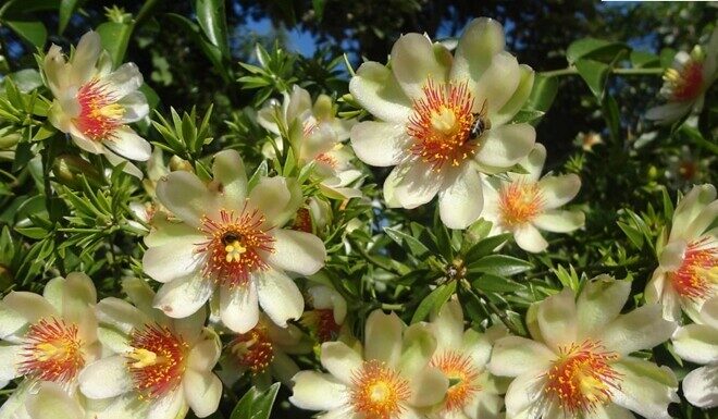 The Ultimate Ornamental Tree: A Blooming Beauty with a Purpose