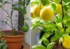 The Ultimate Guide to Growing Abundant Lemon Trees in Containers All Year Round