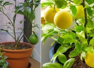 The Ultimate Guide to Growing Abundant Lemon Trees in Containers All Year Round