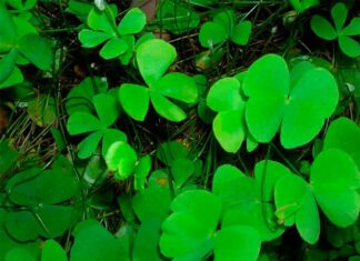 The Wild Plant with the Unusual Name: A Delicious Local Delicacy with a Unique Flavour that City Dwellers Adore